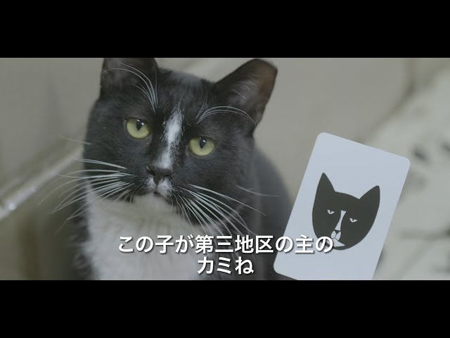 映画『猫たちのアパートメント』予告編