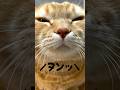 #しかのこのこのここしたんたん OP踊ってみた!#シカ色デイズ