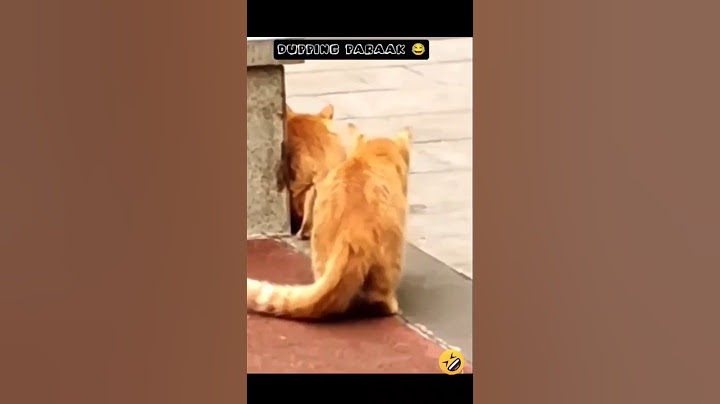 Hunting 😂#cat#dog#monkey#funny#shortfeed#shorts#subscribe#tamil#dubbing