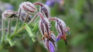 GIARDINO PRIVATO- Autunno, tra fiori e foglie...