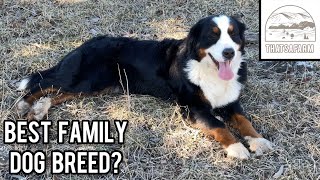 The Best Family Dog Breed | Bernese Mountain Dog