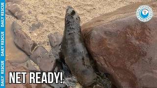 Racing Across Treacherous Rocks To Save A Seal