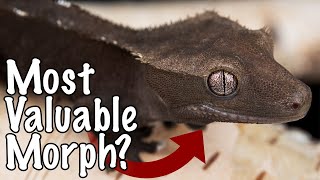 Axanthic Crested Geckos Explained!