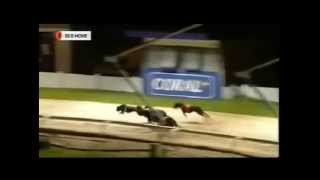 Greyhound Racing - Hove & Brighton