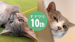 グイグイな子猫と冷めた眼差しの先住猫 | 10周年 | #モアクリ Vlog066
