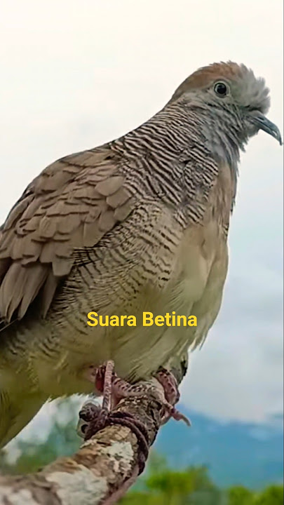 Perkutut Betina Memanggil Jantan #perkututbetina #perkutut