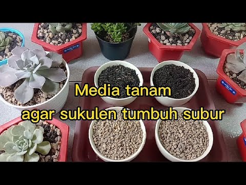 Video: Tanah Pot DIY Untuk Sukulen – Membuat Media Tanam Sukulen Anda Sendiri