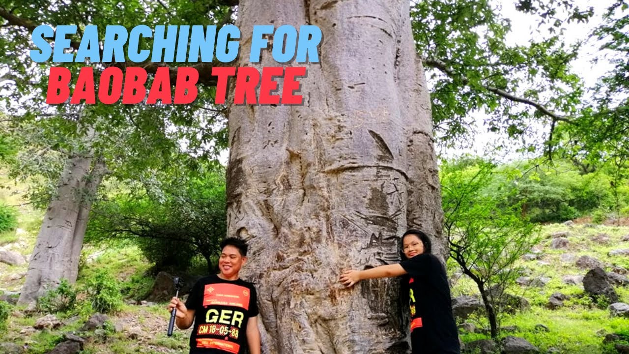 Looking for Baobab Tree - Salalah, Oman