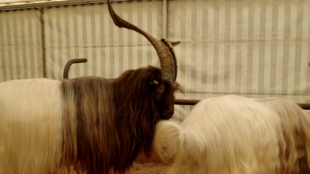 交戦中に後ろから角ですくい上げられるヤギ　Kupferhalsziege VS Capra Sempione　2016 0319