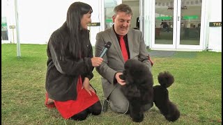 Highlights of Windsor Championship Dog Show 2012 by dogs tv 3,510 views 3 years ago 48 minutes