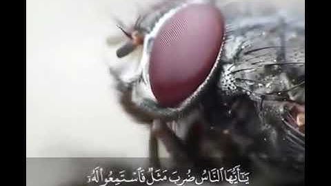 سورة الحج  ﴿73-77﴾ - القارىء عبدالعزيز الزهراني