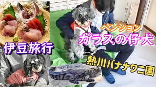 旅行予約サイトで高評価の宿! [犬とお出かけ][伊豆][ガラスの仔犬][熱川バナナワニ園][シュナウザー][schnauzer][