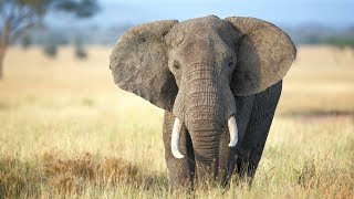 الفيل | ملك الغابة الحقيقي