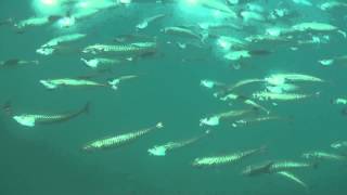 Atlantic Mackerel Underwater