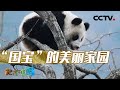 这里是野生大熊猫的美丽家园 深入密林 揭开物种繁衍的生态密码！国家公园的故事（4）20220323 |《地理·中国》CCTV科教