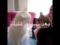 قبل وبعد الزواج ههههه قبل وبعد الزواج ههههه قبل وبعد الزواج ههههه قبل وبعد الزواج ههههه