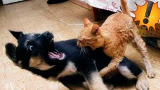 Best funny CATS and DOGS videos COMPILATION 2020 Try not to Laugh ⚠️ 😁!!