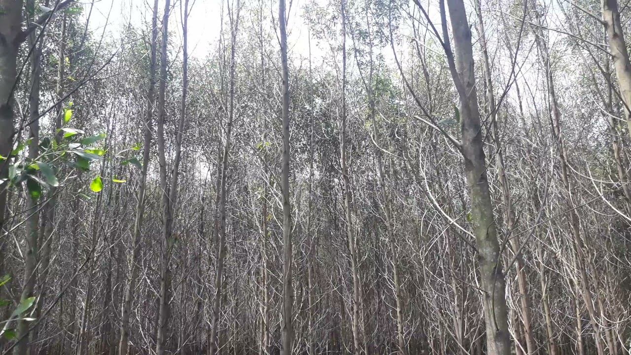 bệnh thường gặp ở cây keo lai