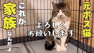 【感動】元凶暴ボス猫が呼びかけに応えてくれるなんて夢のようです