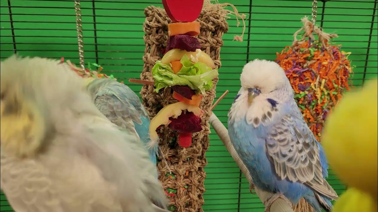 9 hours of budgie sounds with background noise for relaxation YouTube