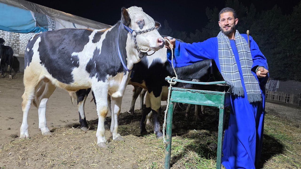 سلالات التسمين أبطال التحويل العالي بمزرعة المعلم شريف صباح اعلي معدل تحويل اعلي سلالات