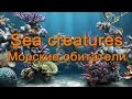 Морские животные на английском языке.  English Vocabulary - Sea creatures