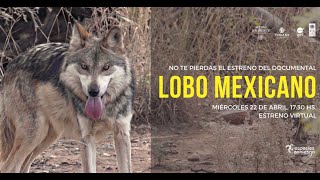 Corto documental 'Lobo Mexicano'