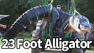 Giant Alligator Sighted in America