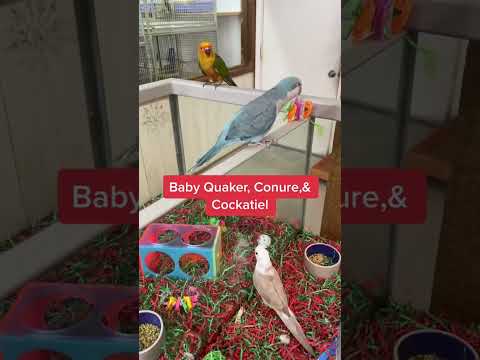 Baby Sun #Conure, Quaker #parrots & #cockatiel