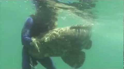 Manny Puig-Wresting Goliath Grouper