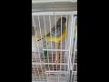 Budgies Mating