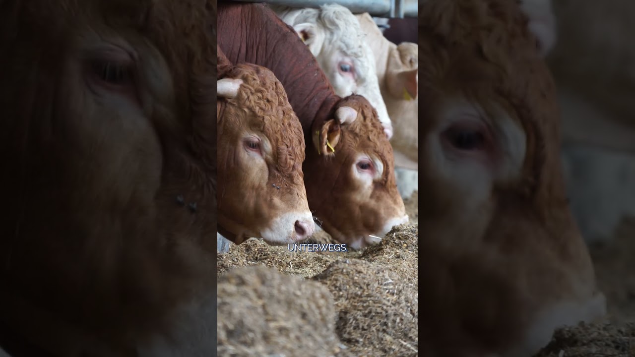 Vorstellung Betrieb Niedermeir 🐮