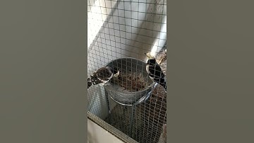 Burung Jalak hongkong jodoh...