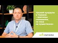 Урожай кукурузы в Украине – прогнозы снижаются, но пока не существенно | APK-INFORM