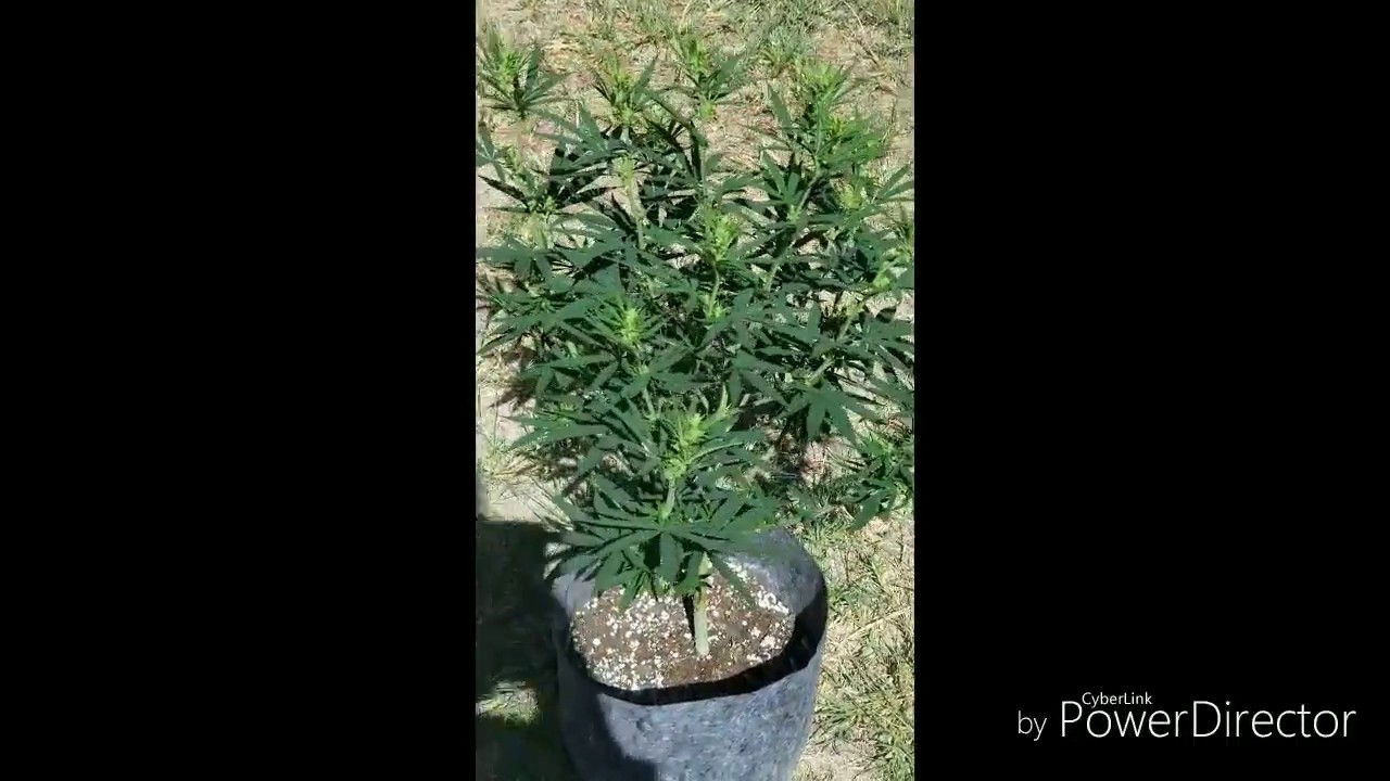 How to tell if your weed plant is a male?