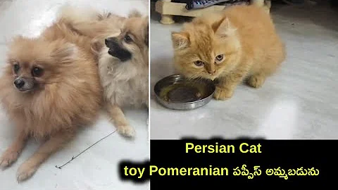 Video 11265771: persian cat pets, dog persiancat