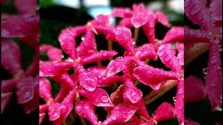 #waterdropphotography #waterdrop #waterdroplet Water drop photography screenshot 5