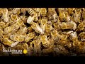 Bee Survival Strategies in Winter