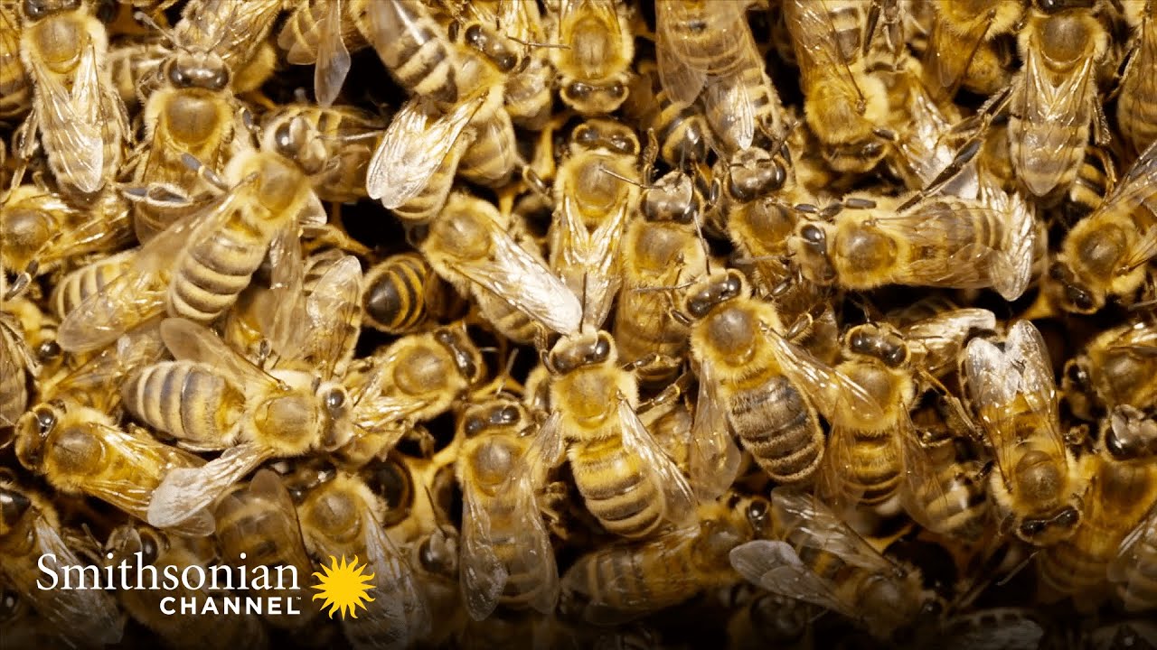 Being Queen Bee Doesn't Mean a Life of Luxury in the Hive 🐝 Smithsonian  Channel 