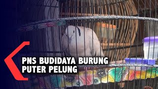 Seorang PNS Sukses Budidaya Burung Puter Pelung, Omzet Puluhan Juta Per Bulan