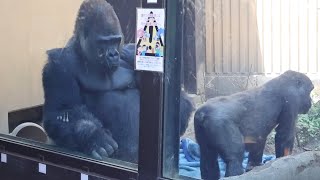 夫婦が急接近⁉︎ 夫の近くで過ごし、仲良く一緒に眠る妻ゲンキ⭐️ゴリラ Gorilla【京都市動物園】Genki sleeps next to her sleeping husband.