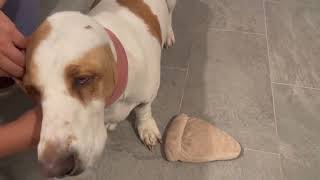 Basset hounds wearing ear muffs. by Las Niñas Chaparras 41 views 1 year ago 1 minute, 6 seconds