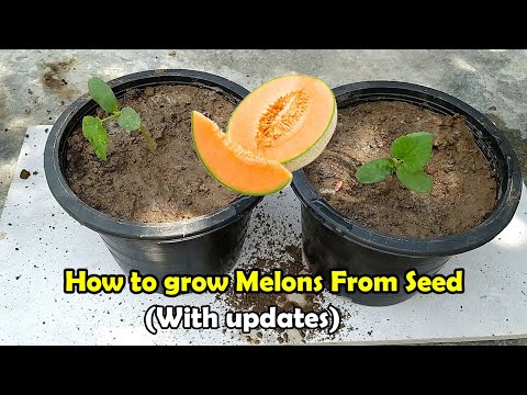 Video: Hur Melon Växer