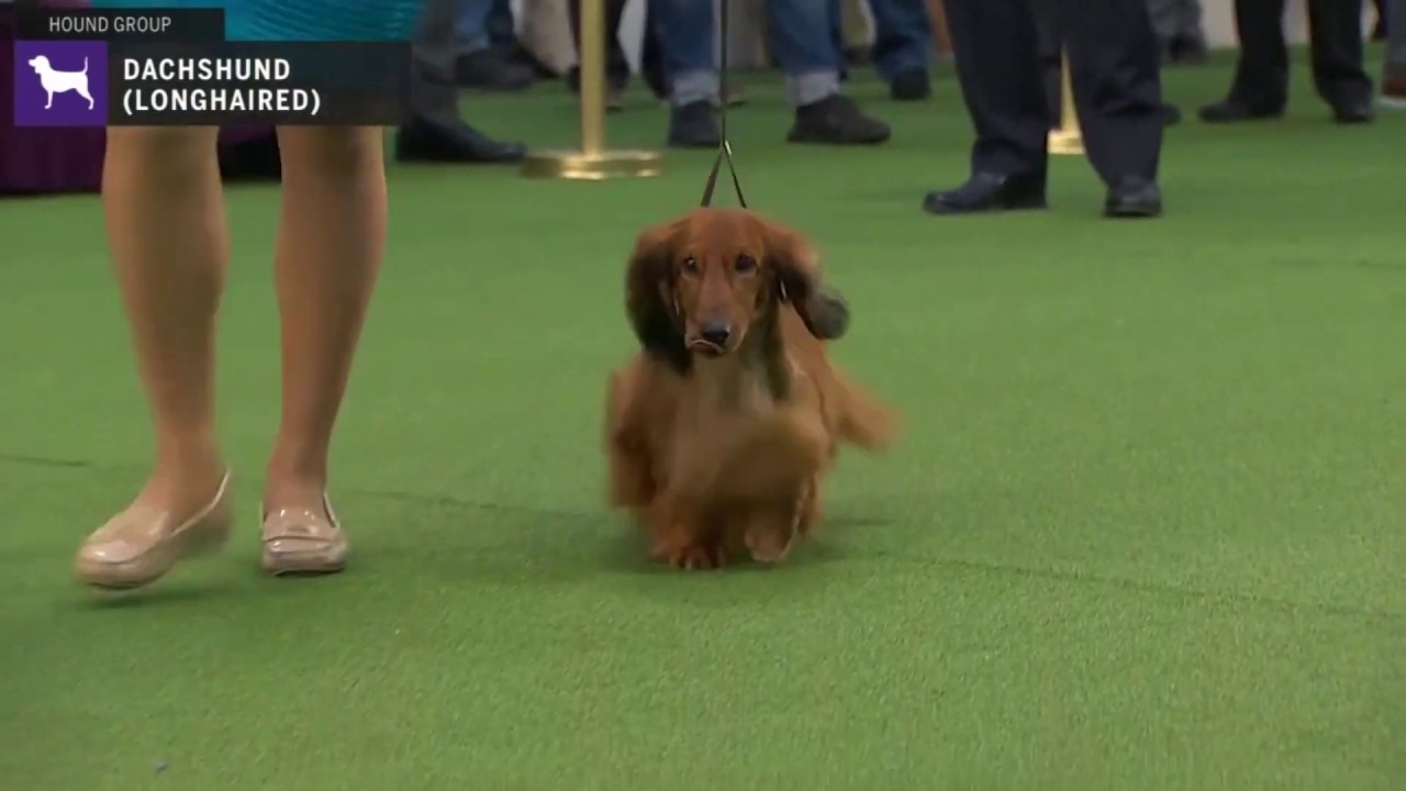 dachshund shows 2019