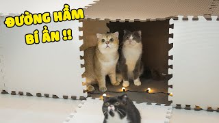 Thử thách mèo vượt mê cung đường hầm | The Happy Pets #78