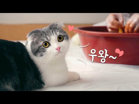 Video: Kabichi Ya Kimchi Ya Kikorea