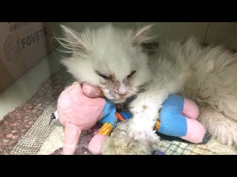 Video: Gatto Salvato Dopo Essere Rimasto Intrappolato Nel Divano Per 5 Giorni