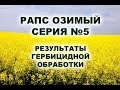 РАПС ОЗИМЫЙ | Квин Стар Макс успешно превратил пшеницу в солому