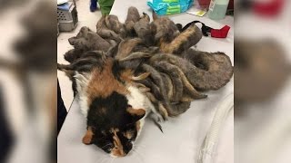 Cat rescues: Abandoned cat's matted fur turns into 2 pounds of dreadlocks; Cat saved - Compilation