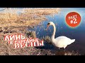 Ловля линя, плотвы, окуня на донки фидерными удилищами / TENCH FISHING / Līņi, asaris cope / PART 2